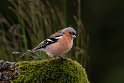 092 Glencoe, vink